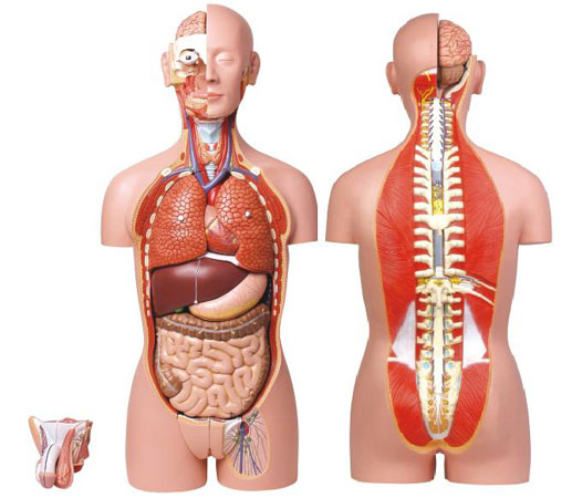 康人男、女两性人体背部开放式半身躯干模型KAR/10003
