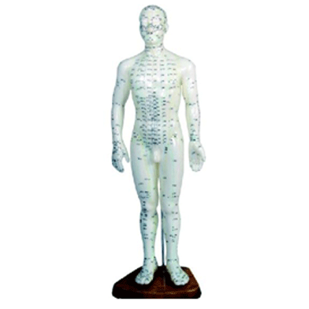 康人 人体针灸模型 高48cm 