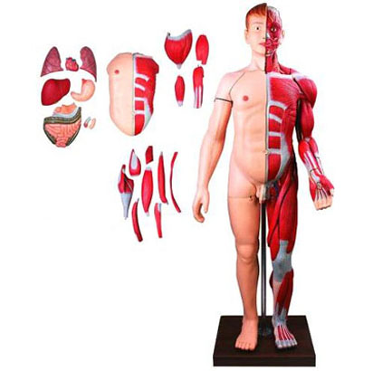 康人 人体全身层次解剖附内脏模型 KAR/10001-2