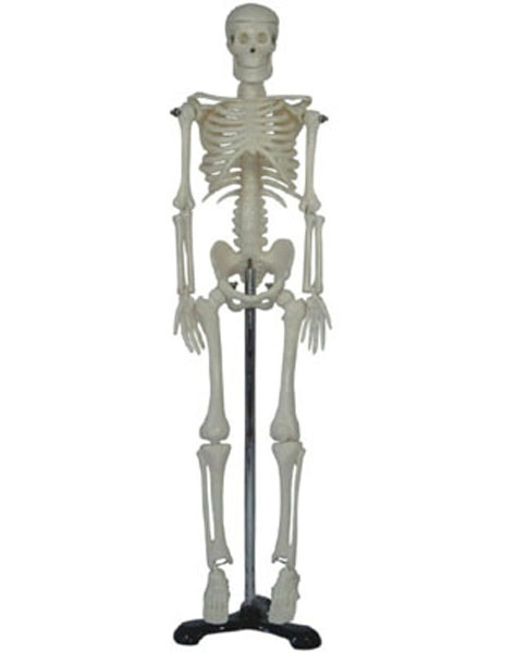 康人 人体骨骼模型 KAR/11101-3