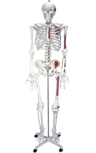 康人 人体骨骼半边肌肉着色模型 KAR/11102-2
