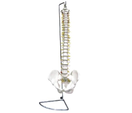 康人 脊椎带骨盆模型 KAR/11104-1
