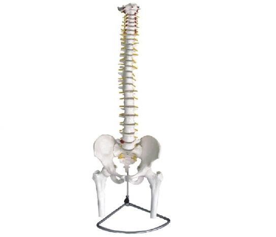 康人 脊椎带骨盆附半腿骨模型 KAR/11105-1