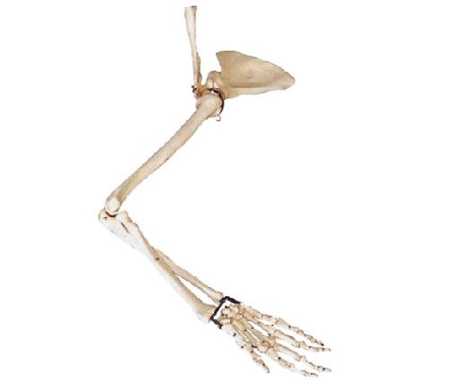 康人 手臂骨、肩钾骨、锁骨模型 KAR/11123