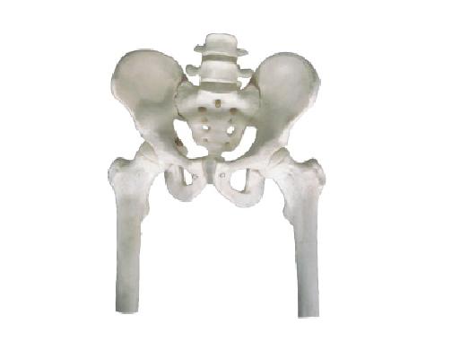 康人 骨盆带两节腰椎附半腿骨模型 KAR/11129-1