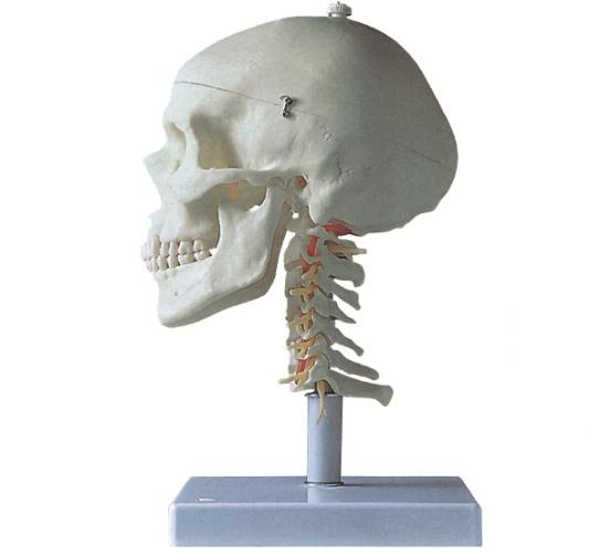 康人成人头颅骨带颈椎模型KAR/11111-3