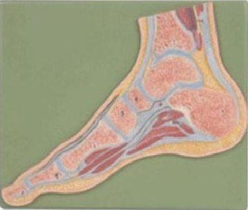 康人 足关节剖面模型 KAR/11207