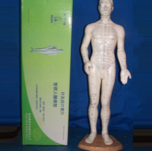 华佗针灸人体模型50cm 塑料男模