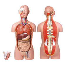  男、女两性人体背部开放式半身躯干模型KAR/10003  