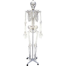 男性人体骨骼模型KAR/11101-1  