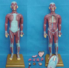 康人人体全身肌肉附内脏模型KAR/11301-2 