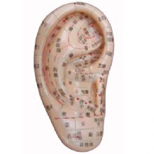 上海经络通耳穴模型/耳针模型/耳朵模型/针灸耳模型模型 13CM
