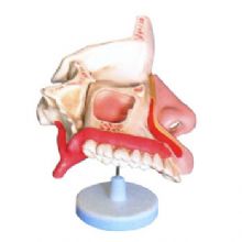 益联鼻腔解剖模型M2048 