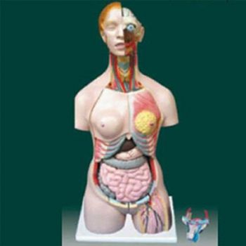  男、女两性人体半身躯干模型KAR/10002  