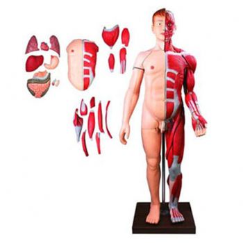  人体全身层次解剖附内脏模型KAR/10001-2 PVC材料