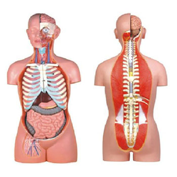  无性人体半身躯干模型