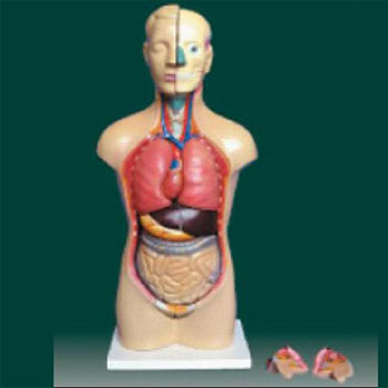  男、女两性人体半身躯干模型