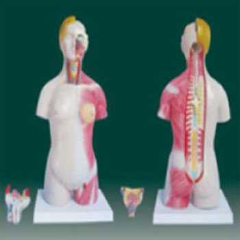  男、女两性人体半身躯干模型