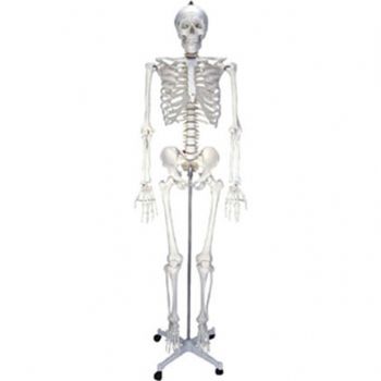  人体骨骼模型KAR/11101-3  