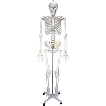  男性人体骨骼模型