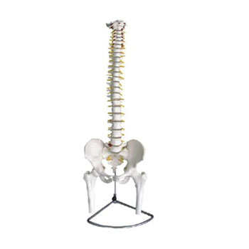  脊椎带骨盆附半腿骨模型