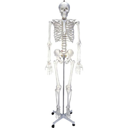  女性人体骨骼模型2