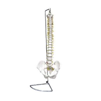  脊椎带骨盆模型