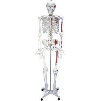  人体骨骼半边肌肉着色模型