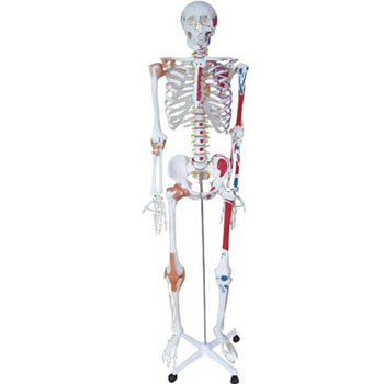  人体骨骼半边肌肉着色附韧带模型