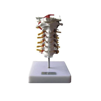 颈椎模型