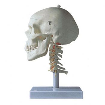  成人头颅骨带颈椎模型KAR/11111-3  