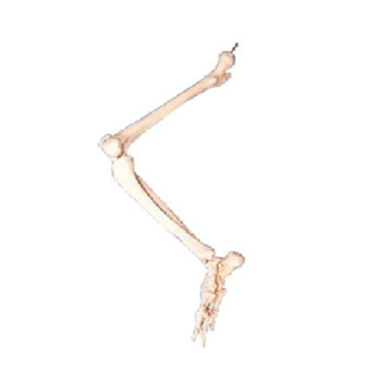  下肢骨模型