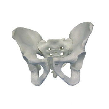  男性骨盆模型