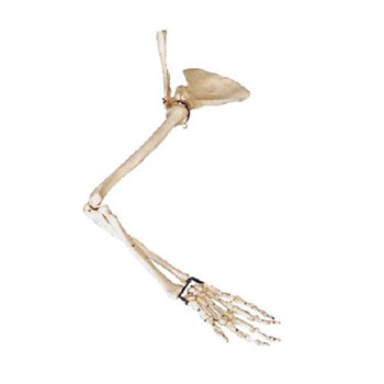  手臂骨、肩钾骨、锁骨模型