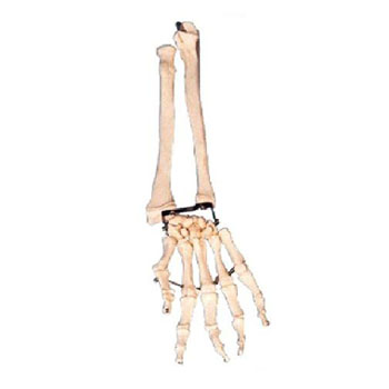  手臂骨带尺骨与挠骨模型