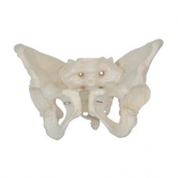  女性盆骨带胎儿头颅骨模型KAR/11128-1  