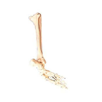  足骨、腓骨与胫骨模型