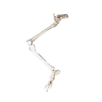  下肢骨带髋骨模型