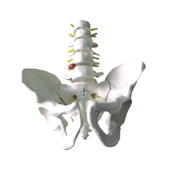  骨盆带五节腰椎模型