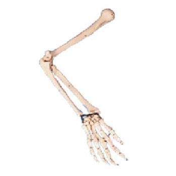  手臂骨模型