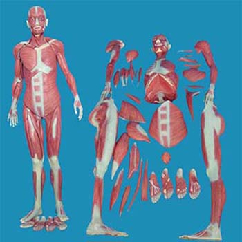  人体全身肌肉解剖模型