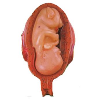 中弘高级妊娠胚胎发育过程模型ZH-32008 