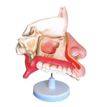 益联鼻腔解剖模型