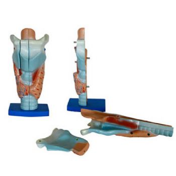 益联喉解剖模型YLM/A301 