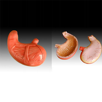  胃解剖模型