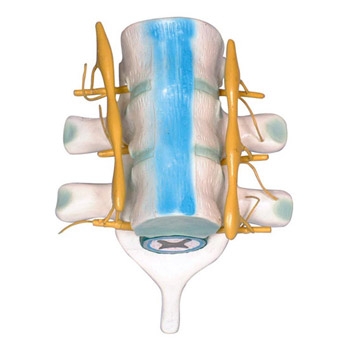 益联脊髓和脊神经模型