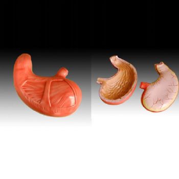 胃解剖模型YLM-A12002  