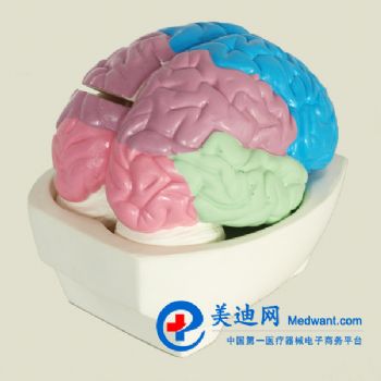  大脑分叶模型YLM-A18204  