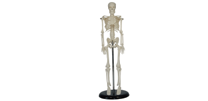  人体骨骼模型