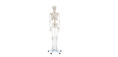  人体骨骼模型